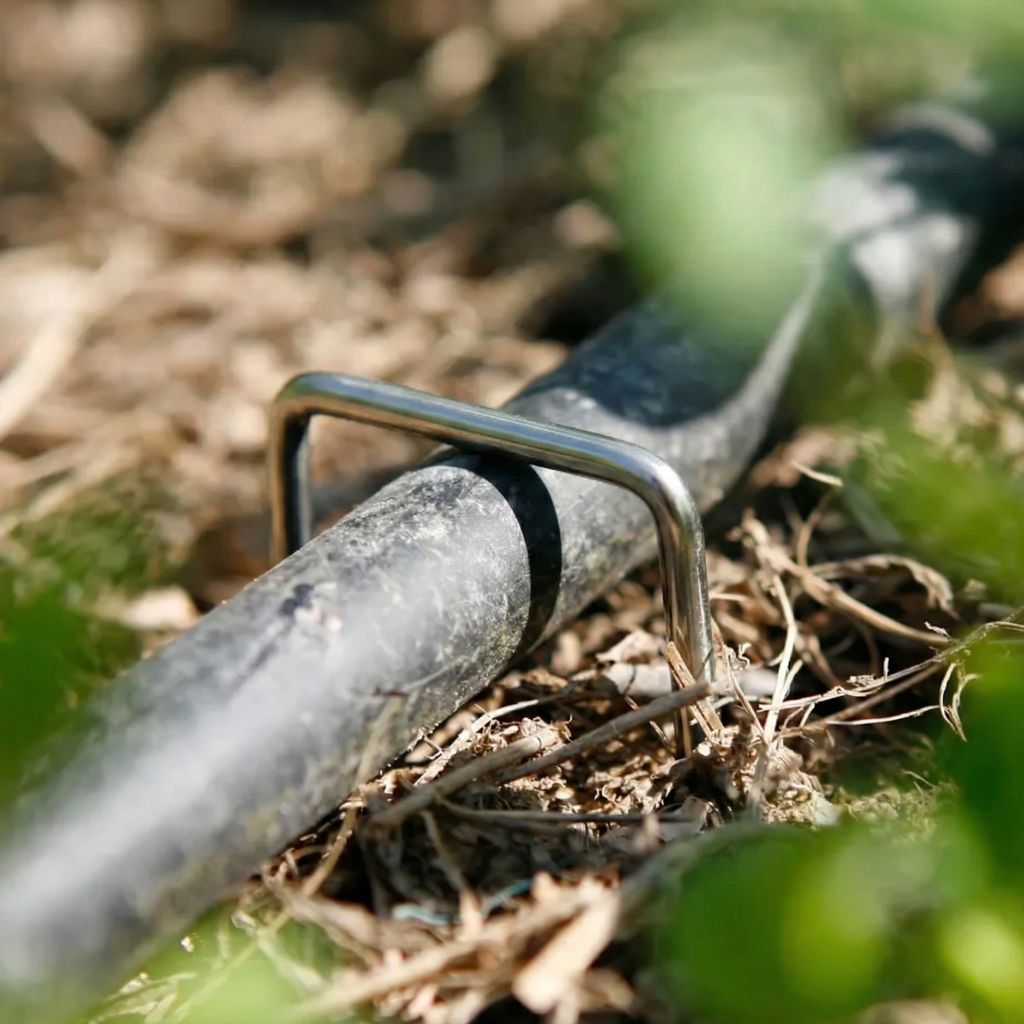 Secure anchoring of drip irrigation tubing or hose using metal landscape staples in green areas of Punta Cana.