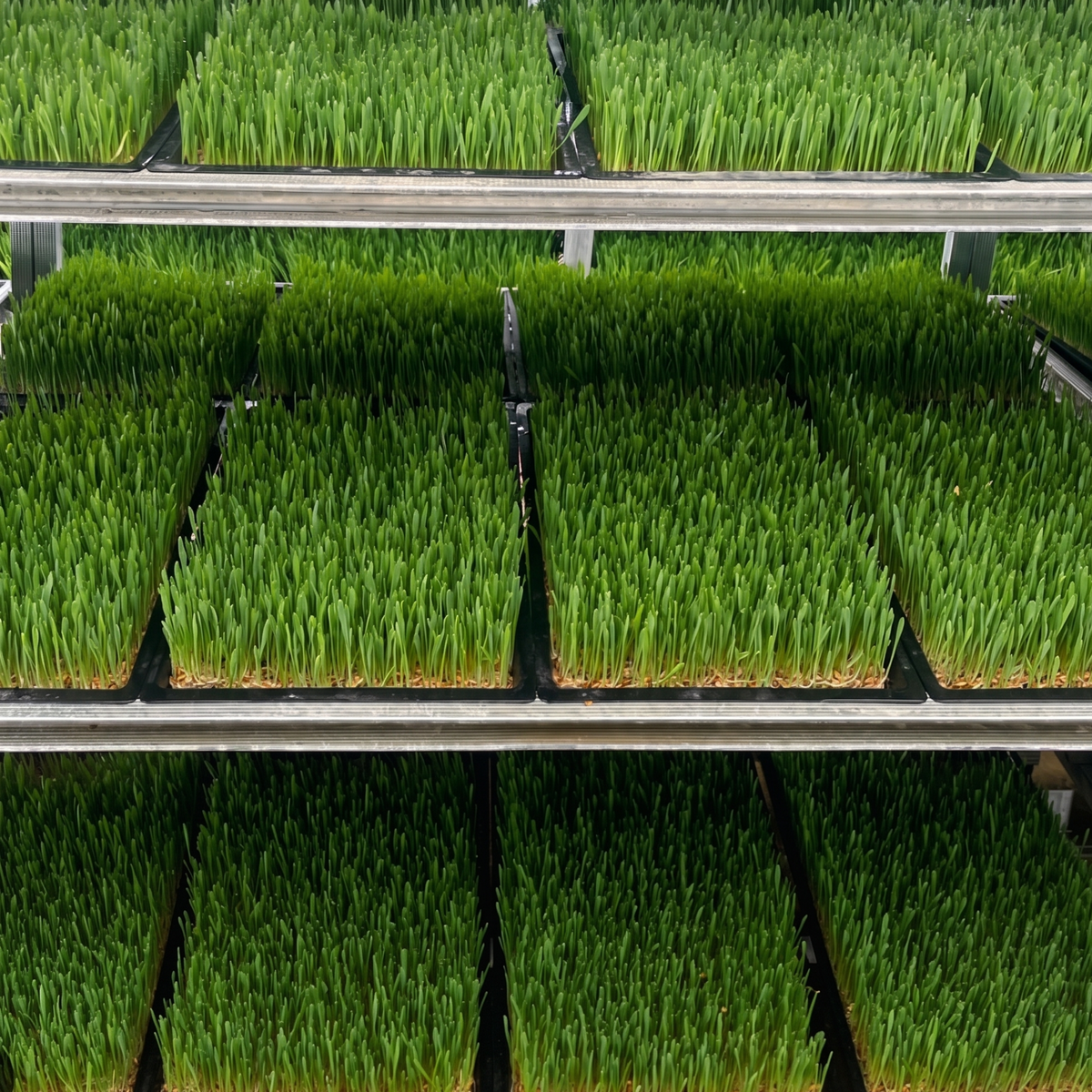 Durable plastic tray for germination and seedling cultivation in hydroponic systems.