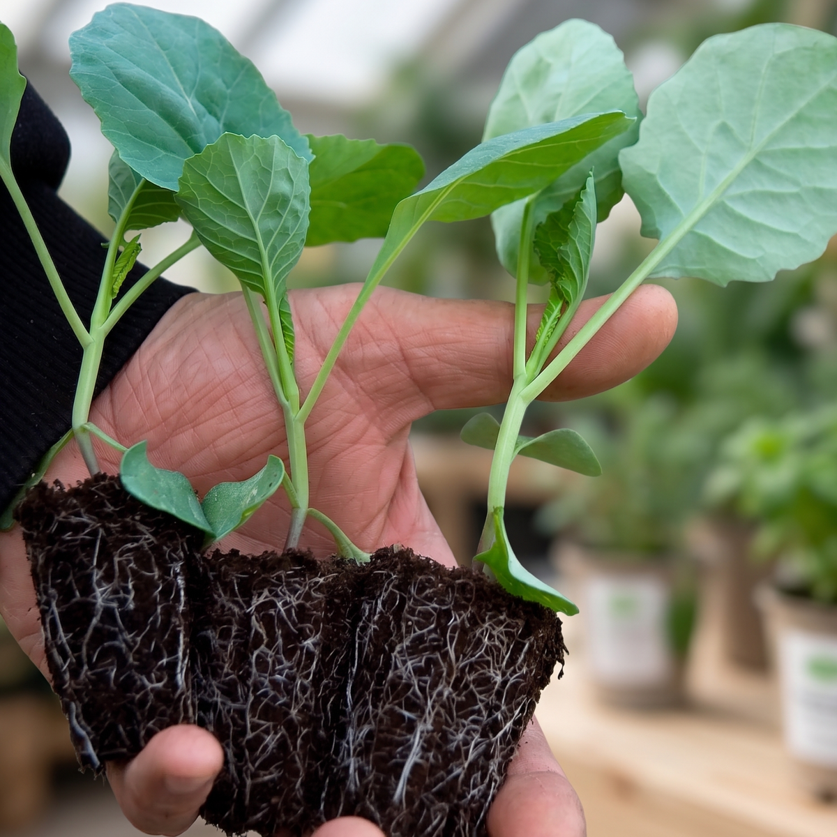 Sustrato de germinación – imagen 2