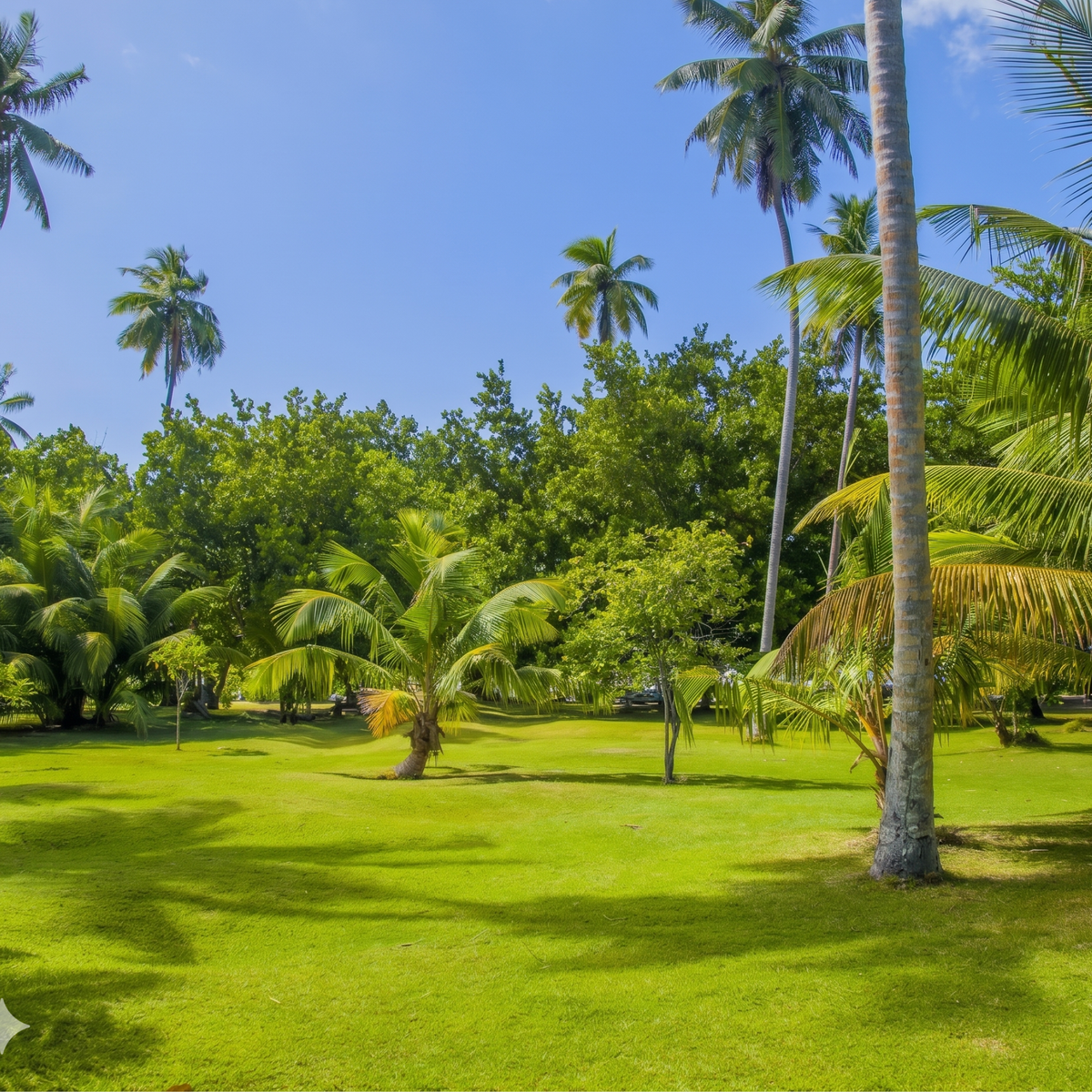 Semillas de grama zoysia – imagen 2