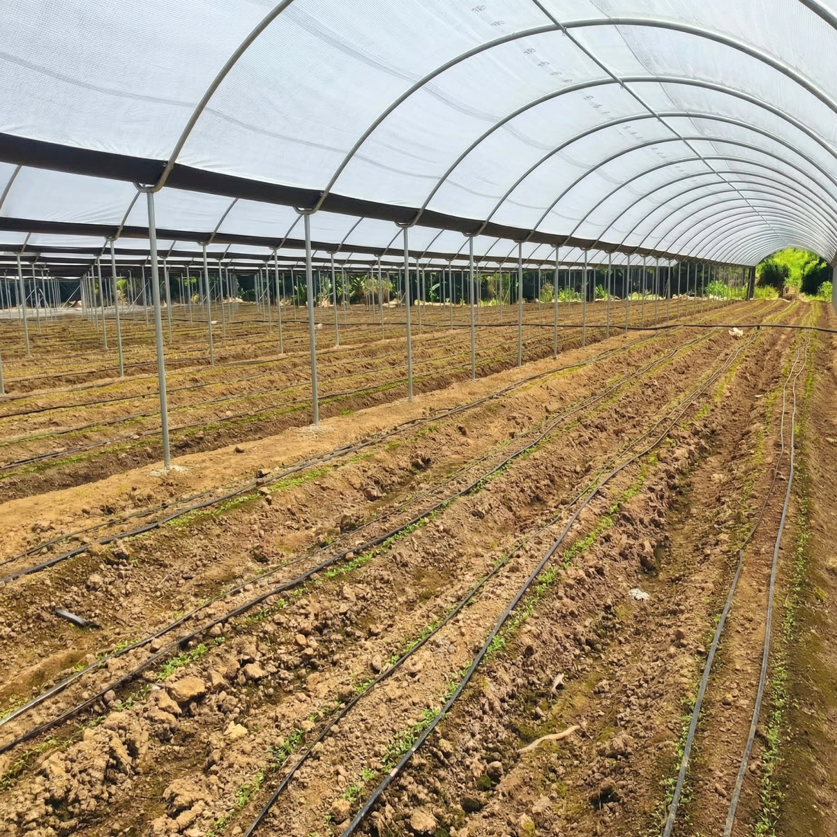 Detalle de la instalación de agrofilm en estructura metálica agrícola