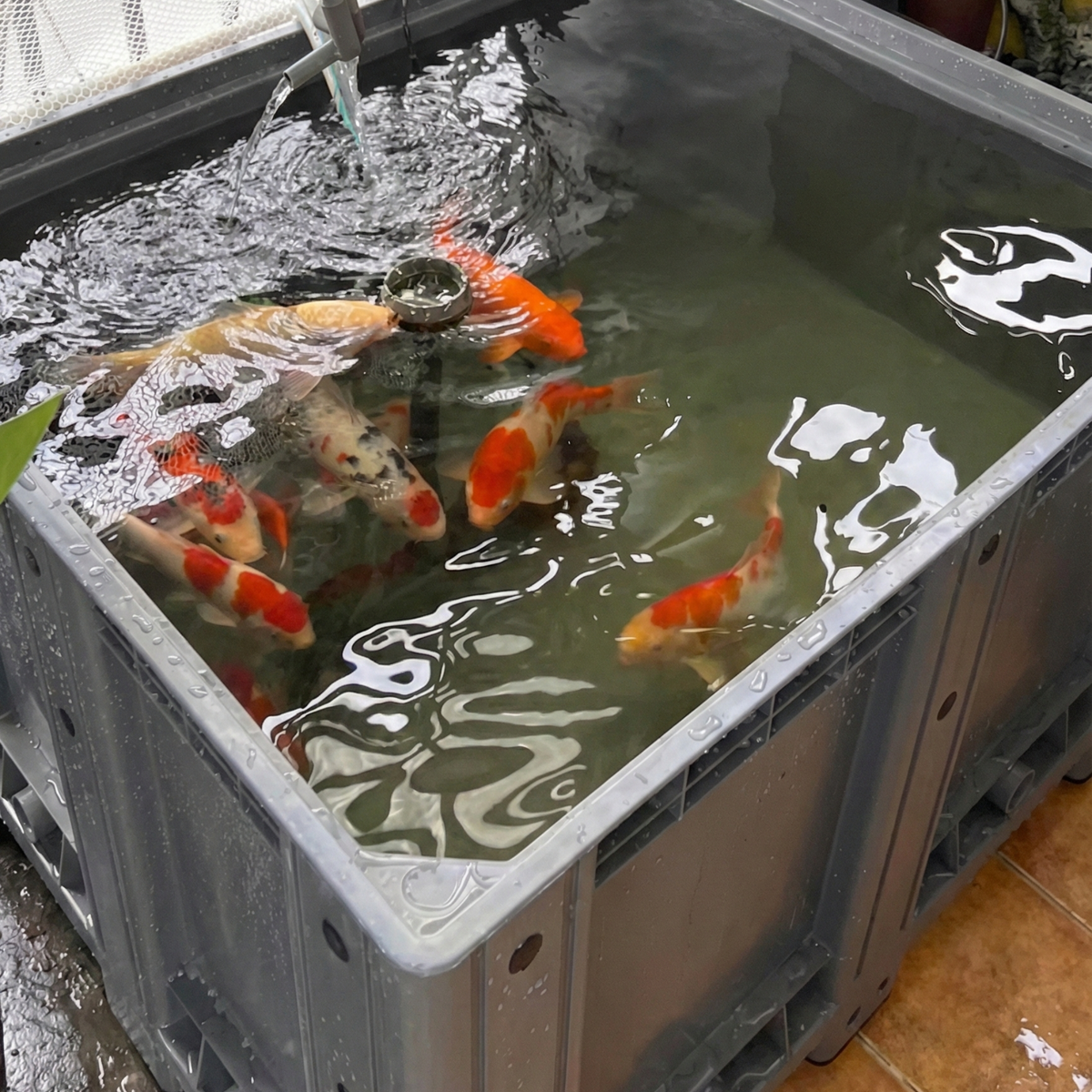 Plastic pallet box