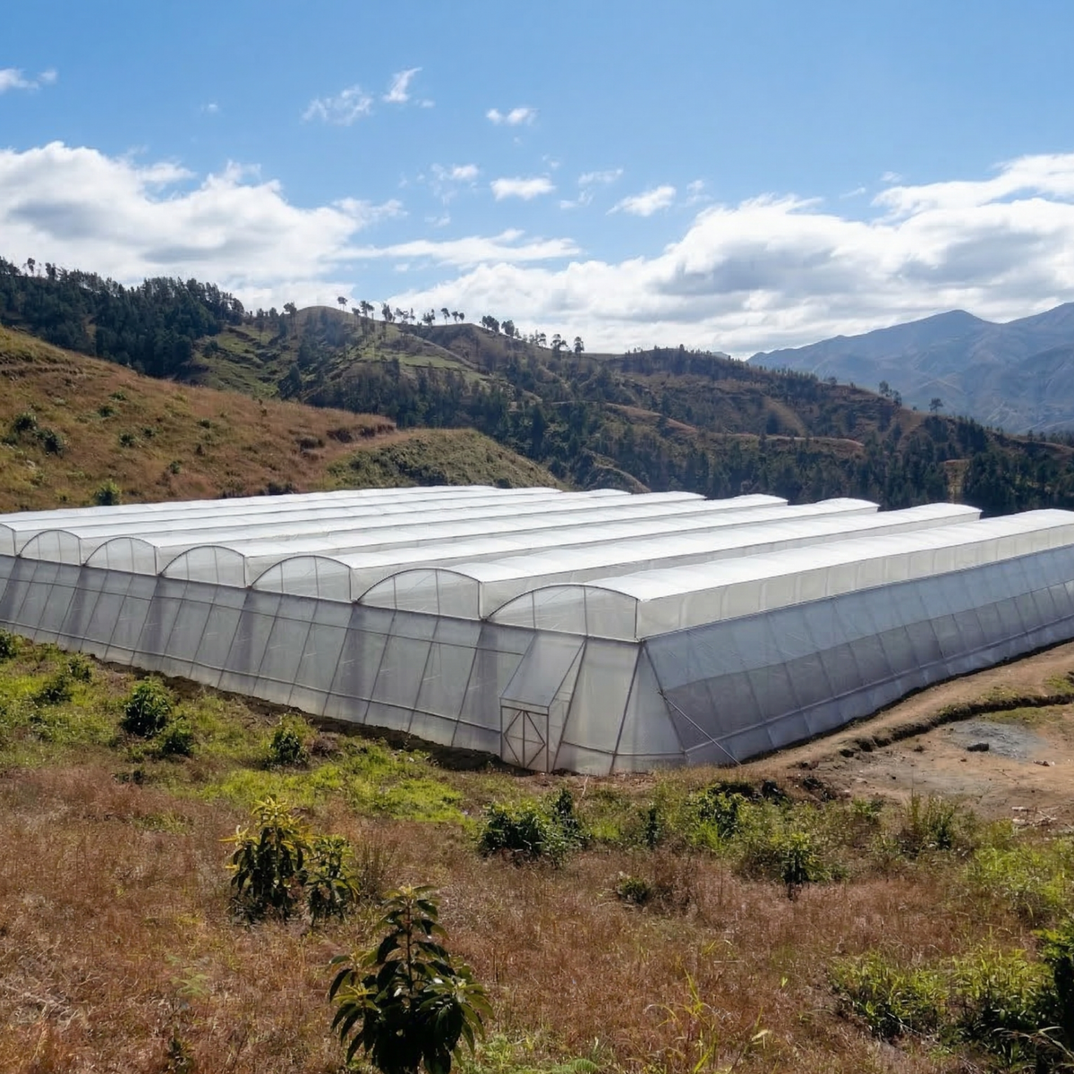 Plantas y cultivos de hortalizas protegidos bajo techo de nylon de invernadero