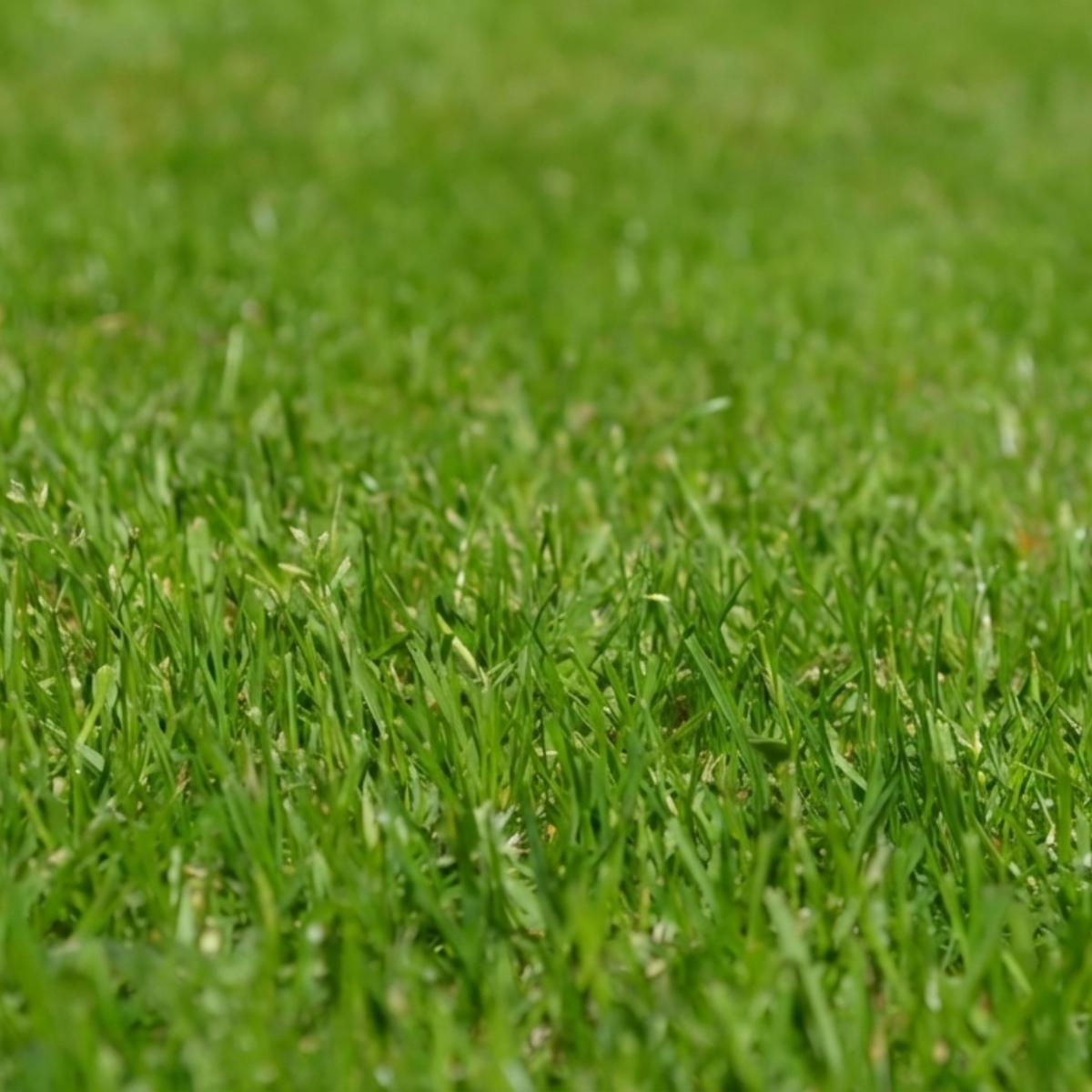Texture de gazon bermudes vert et dense, idéal pour la création d'espaces récréatifs et d'installations sportives à Saint-Domingue.
