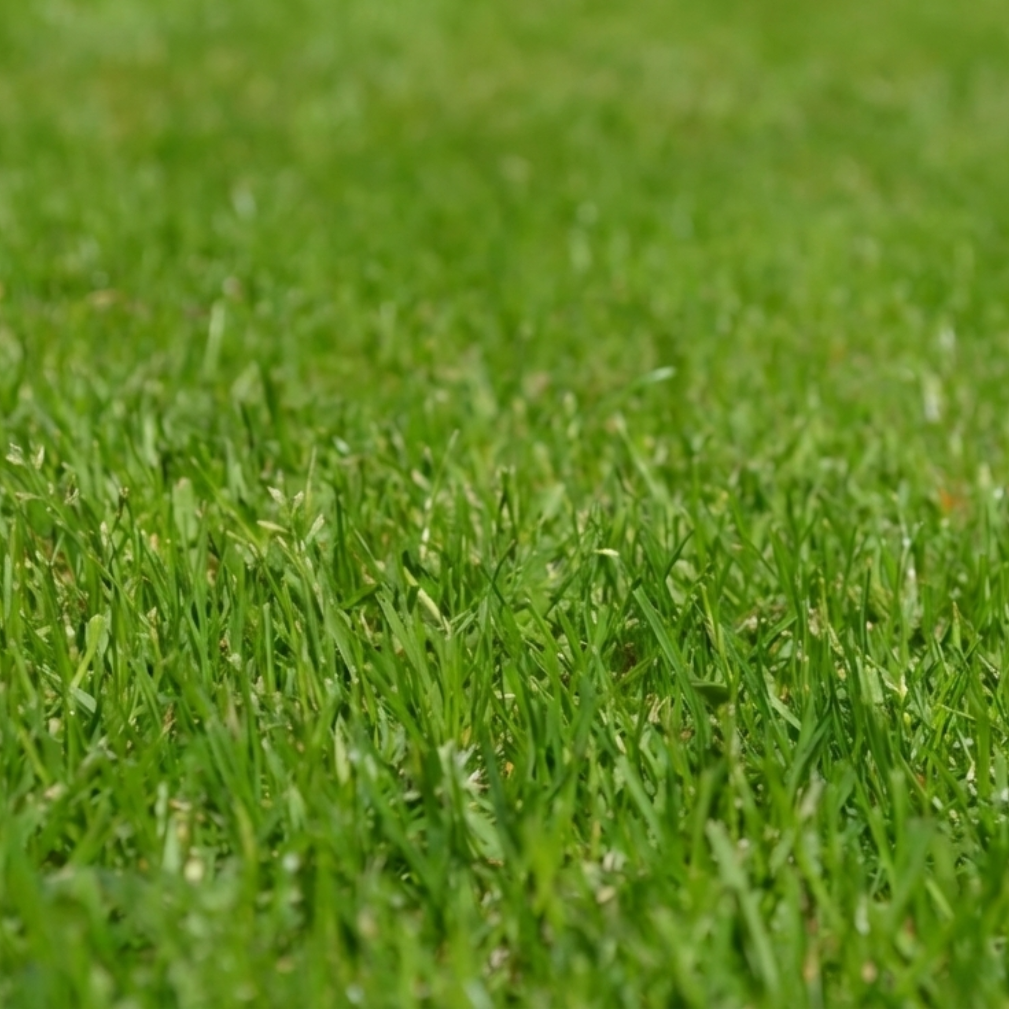 Textura de grama bermuda verde y tupida, ideal para la creación de áreas recreativas e instalaciones deportivas en Santo Domingo.