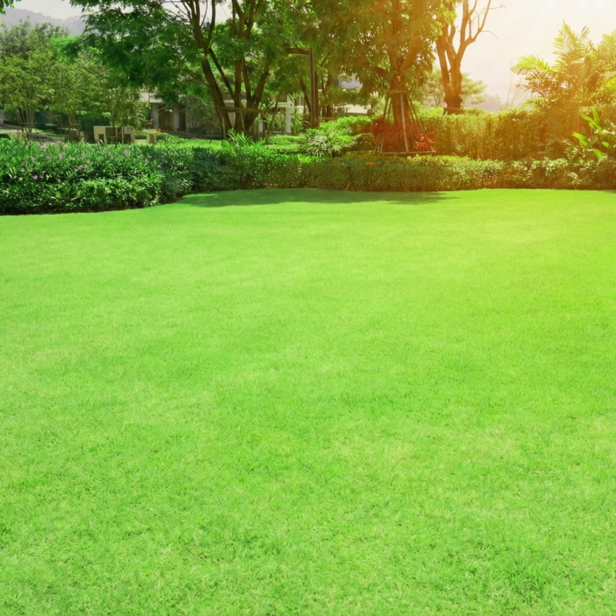 Couverture de gazon naturel vert et dense, excellent choix pour l'aménagement paysager, les espaces récréatifs et les jardins résidentiels en République dominicaine.