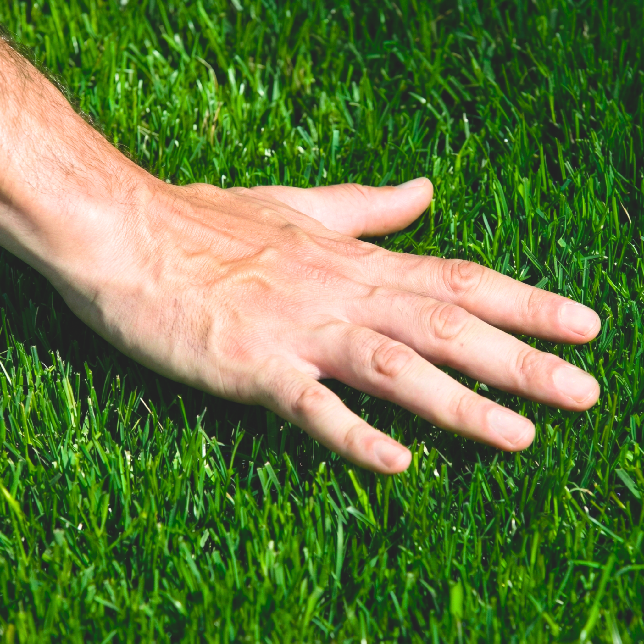 Mano tocando césped de grama bermuda suave y resistente, mostrando la calidad del pasto para jardinería en RD.